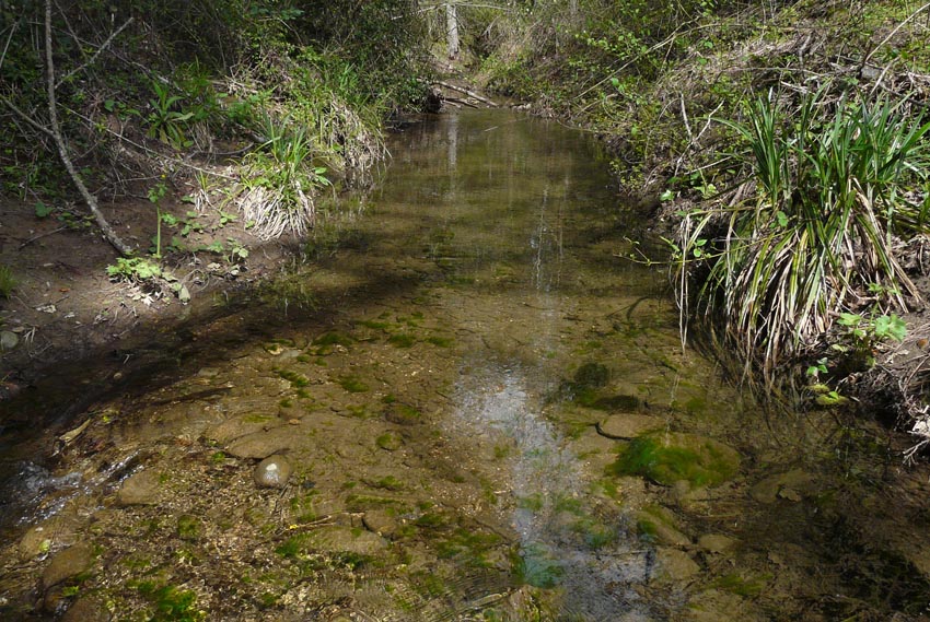 Salamandrine di Maremma